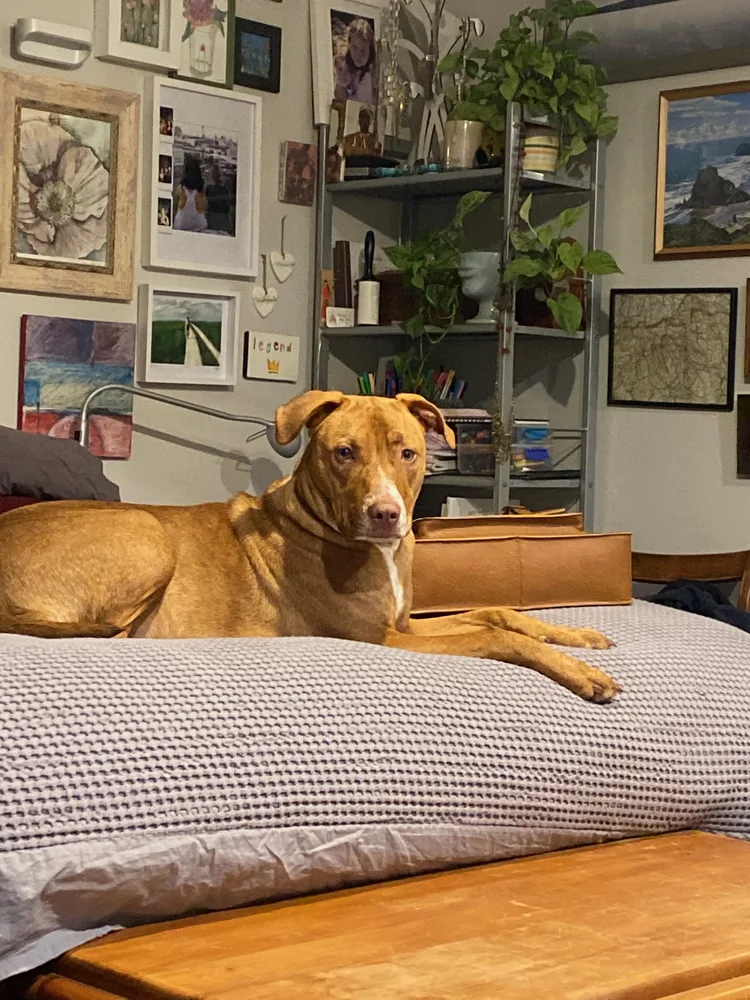 Simone’s dog Rory at home
